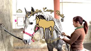 CABALLOS CAMP RODÓ  PRE EN VENTA [upl. by Eleanor]