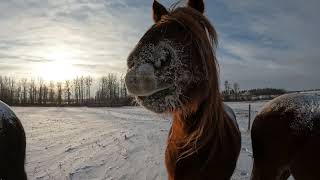 HORSES IN SNOW horse friend herd mare winter farm [upl. by Orag]