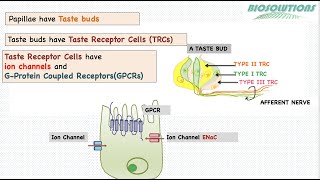 How do we taste salt sweet sour umami and bitter through TRCs in Tongue gustatorysystem Dec 21 [upl. by Droffats]