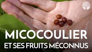 Le micocoulier et ses fruits méconnus [upl. by Reo96]