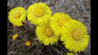 Coltsfoot for Asthma Cough Sore Throat Swelling of the Airways [upl. by Eiramaneet]