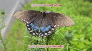 Spicebush Swallowtail In The Family Papilionidae amp The Common Eastern Bumblebee In The Family Apidae [upl. by Taddeo]