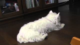 Our Westie Princess having a hypoglycemic seizure Viewer discession is advised [upl. by Inor73]