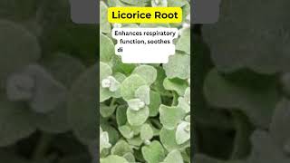 Licorice Root Health Benefits Herbal Plant holistic medicinalplants herbalmedicine [upl. by Popper]