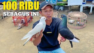 GREBEK PENJUAL BURUNG MERPATI TINGGIAN 100 RIBU SEBAGUS INI [upl. by Burrell892]