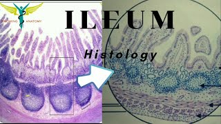 Large Intestine Anatomy Parts Topography Layers [upl. by Petersen]