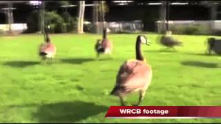 100 geese killed on Chattanooga State college campus [upl. by Enialahs]