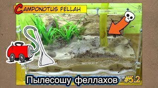 Пылесошу африканских гигантов ● Camponotus fellah [upl. by Anauq286]