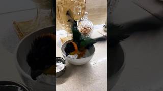 pamflet nimfa parrot caiqueparrot papagal pipocaiqueparrot birds pets funnyanimal [upl. by Etiam]