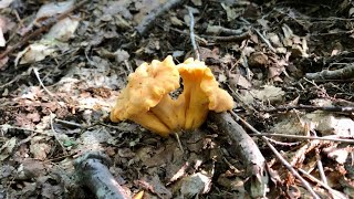 Smooth Chanterelles Cantharellus Lateritius [upl. by Drawets]