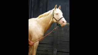 ZILLIONAIR Jockey Club registered Palomino Thoroughbred stallion [upl. by Renny]