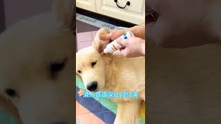 Be sure to clean up the dogs ear drops and ear drops use simple convenient to use how to wash th [upl. by Nnaynaffit365]