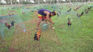 Genius Farming Techniques to Breed Thousand of Elite Roosters [upl. by Spillihp717]