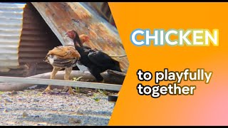 Chicken to playfully together [upl. by Ryon]