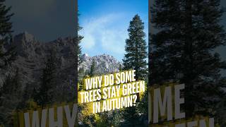 Why Do Some Trees Stay Green facts fact evergreen tree [upl. by Eryt]