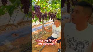 আঙ্গুর ফল কিভাবে চাষ করতে হয়  facts shorts [upl. by Eecats641]