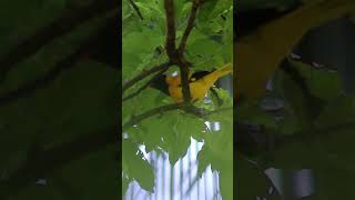 BlackHooded Oriole Birds Captivating Calls and Songs  Relaxing Nature Sounds [upl. by Rakso]