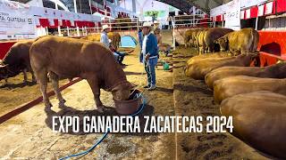 EXPOSICIÓN GANADERA ZACATECAS 2024 GANADO LIMOUSIN BRAHMOUSIN [upl. by Revell]