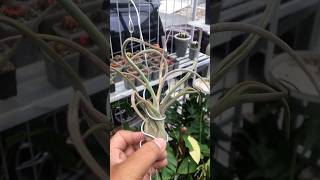 Tillandsia Caput Medusae starts flowering tillandsia [upl. by Andonis]