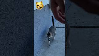 quick hurry 😳🫣😬 cat cute funny [upl. by Niwle]