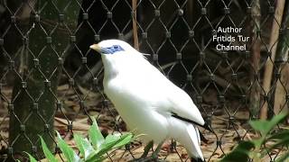 The Bali myna Leucopsar rothschildi Bird song [upl. by Urial]