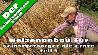 Weizenanbau für Selbstversorger die Ernte Teil 1 [upl. by Drarej]