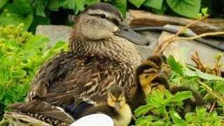 Ducklings First Time Swim In Creek [upl. by Philipa]