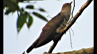 INDIAN CUCKOO Cuculus micropterus [upl. by Gilly]