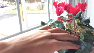 Cyclamen Plant Care  How to Keep Cyclamen Blooming [upl. by Hays]