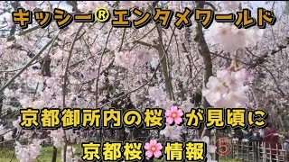 京都桜🌸情報❺京都御所内の桜🌸が見頃に [upl. by Namharludba]