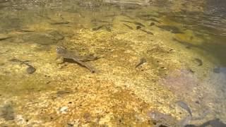 Rana graeca tadpoles and Bombina variegata [upl. by Denman]