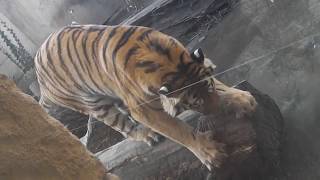 Sibirische Tiger Aljoscha und Alexa  Chinesischer Leopard Julius  Zoo Hannover [upl. by Gilbertine]