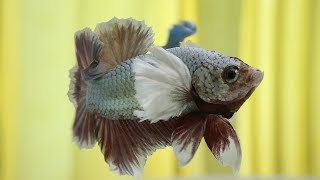 Basic Betta Fish Color Genetics [upl. by Loella]