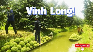 Thu Hoạch Sầu Riêng Hàng Hiếm Mùa Nghịch Vụ Durian fruit Vietnamesefoods farming havesting [upl. by Goodden]