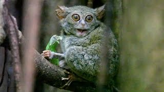 TARSIUS TARSIER eating grasshopper in Tangkoko Nature Reserve  North Sulawesi Indonesia [upl. by Nosae]