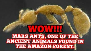 animal world Surprising Mars ants one of the ancient animals found in the amazon forest [upl. by Oxford437]