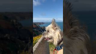 Cairn terriers Autumn coastal stroll [upl. by Eirlav]