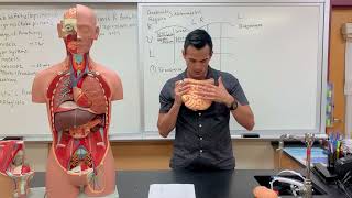 Abdominopelvic Quadrants and Regions [upl. by Yras]