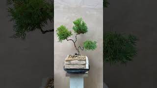 Quick Juniper Bonsai Trim – Overgrown Foliage Fix 🌱✂️ [upl. by Etirugram]