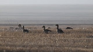 C гусиной кормежки  Anser fabalis L  Bean Goose [upl. by Terpstra381]