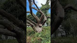 My favourite New Forest tree in September shorts [upl. by Eruot]