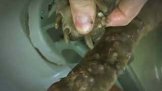 Remove Monster Mango worms from poor dog  Mango worms removal 27 [upl. by Skyla]