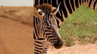 20 Incredible Facts About Zebras  Unveiling Their Striped Mysteries 🦓 zebra animalfacts [upl. by Yedarb976]