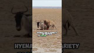 The Challenges of Spotted Hyenas Hunting Wildebeest in the Savannah [upl. by Amiaj645]