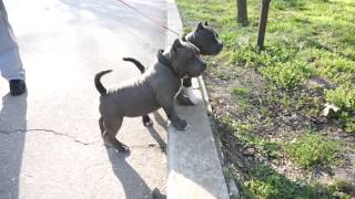 Adorable American Bully puppies [upl. by Stanislas]