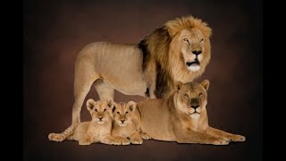 Majestic Lions Family  Lion Lioness amp Cubs in Mysore Zoo Mysore Tourism [upl. by Hiett692]