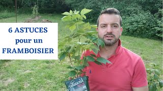 6 ASTUCES pour bien PLANTER un FRAMBOISIER [upl. by Oironoh772]