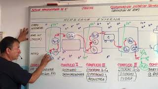 CADENA TRANSPORTADORA DE ELECTRONES  FOSFORILACION OXIDATIVARESPIRACION CELULAR [upl. by Daus675]