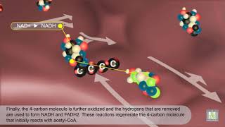 Krebs Cycle  animated [upl. by Laroc]