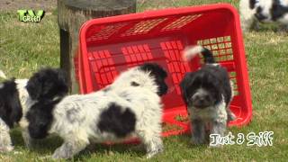 Just a Sniff  Schapendoes  Dutch Sheepdog 01 [upl. by Anthea765]